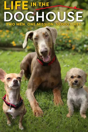 Cuộc Sống Ở Trại Chó