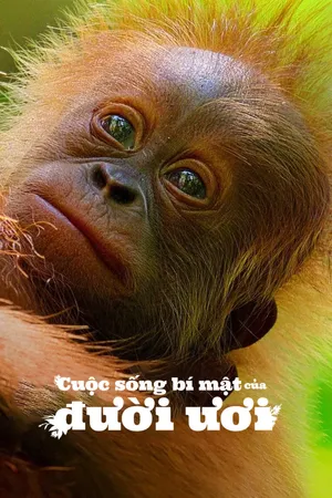 Cuộc sống bí mật của đười ươi